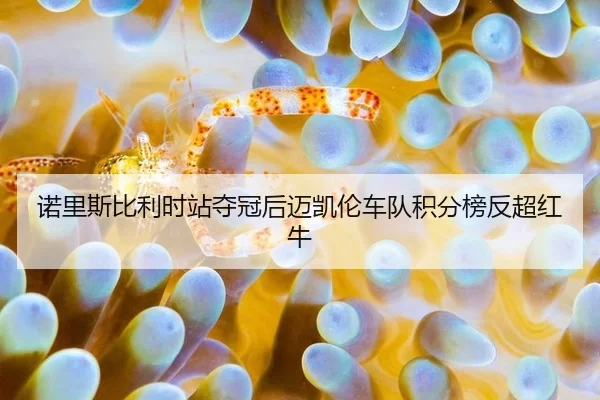 nuo-li-si-bi-li-shi-zhan-duo-guan-hou-mai-kai-lun-che-dui-ji-fen-bang-fan-chao-hong-niu-3-770.jpg